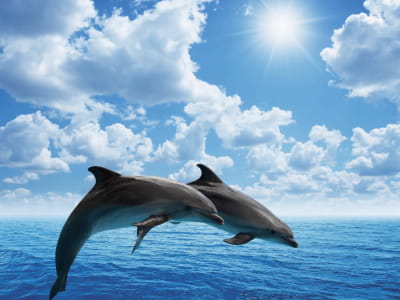Fototapeta Delfiny morskie