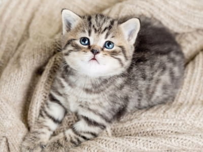 Fototapeta Mały kotek