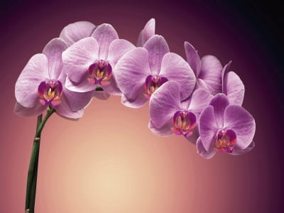 Fototapeta Fioletowa orchidea wolumetryczna
