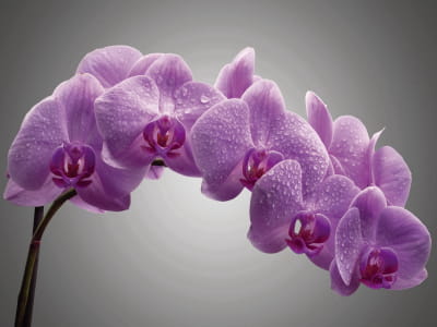Fototapeta Orchidea na szarym tle