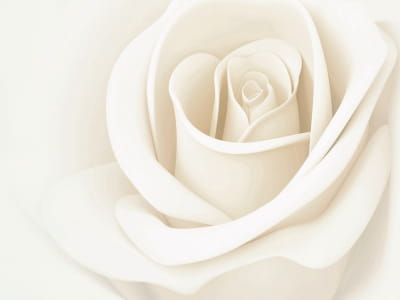 Fototapeta Pączek białej róży
