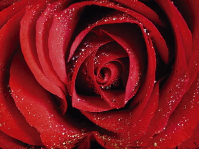 Fototapeta Rosa na czerwonej róży