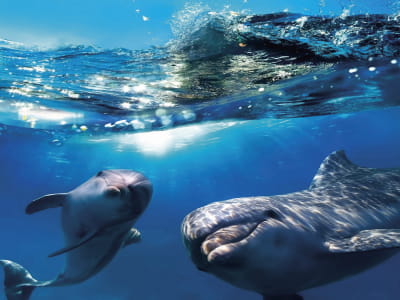 Fototapeta Piękne delfiny