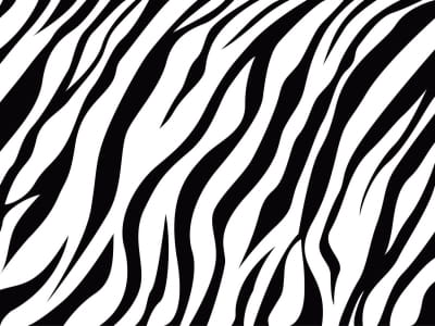 Fototapeta Zebra dywanowa