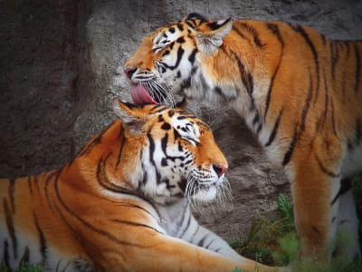 Fototapeta Zwierzęta tygrysie