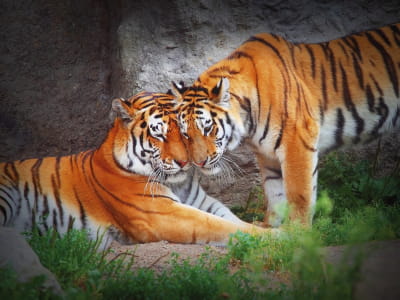 Fototapeta Zakochane tygrysy