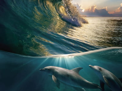 Fototapeta Fala i delfiny