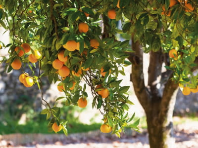 Fototapeta Drzewo pomarańczowe