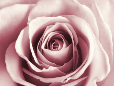 Fototapeta Różowy pąk róży