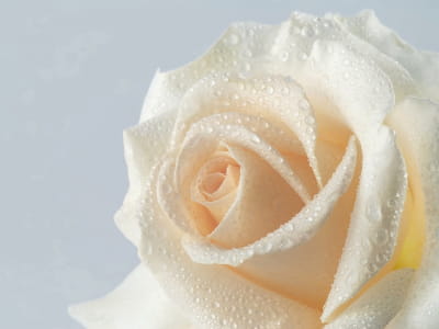 Fototapeta Rosa na róży