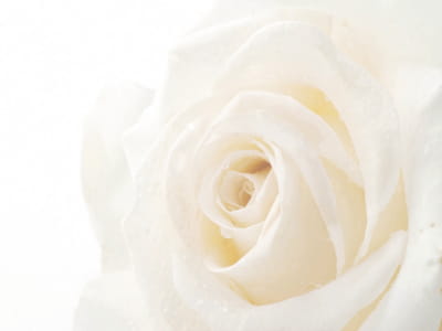 Fototapeta Biały kwiat