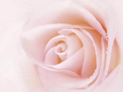 Fototapeta Delikatny pączek róży