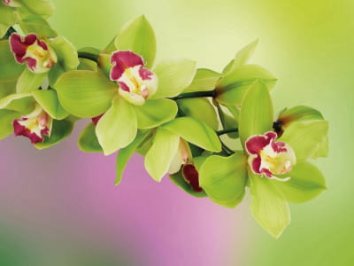 Fototapeta Zielona orchidea