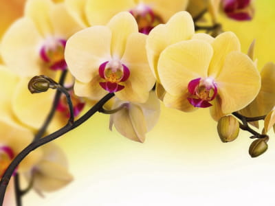 Fototapeta Eleganckie żółte storczyki