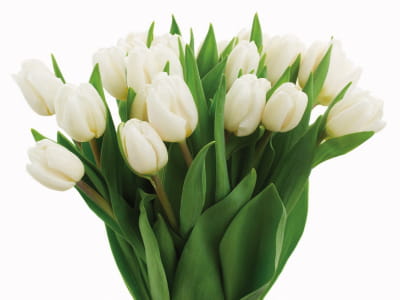 Fototapeta Bukiet białych tulipanów