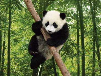 Fototapeta Panda w bambusowym lesie