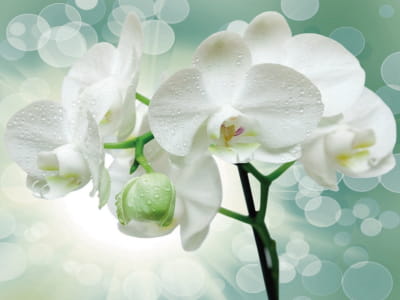 Fototapeta Bujne białe orchidee