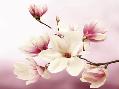 Fototapeta Zapach magnolii
