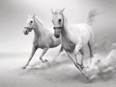 Fototapeta Czarno-białe konie