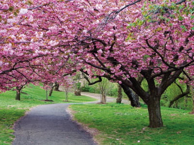 Fototapeta Wiśniowe kwiaty w parku
