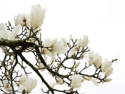 Fototapeta Gałąź kwitnącej magnolii