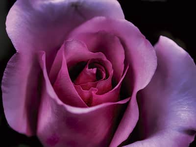 Fototapeta Duża piękna róża