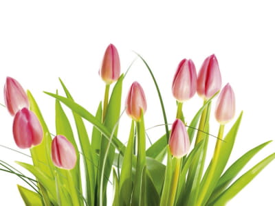 Fototapeta Piękne różowe tulipany