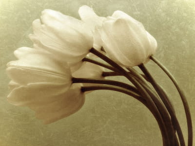 Fototapeta Delikatne tulipany