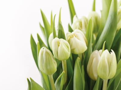 Fototapeta Kwiaty tulipany