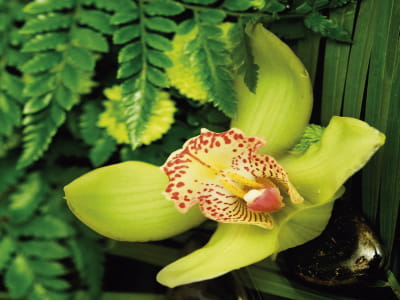 Fototapeta Zielony kwiat orchidei