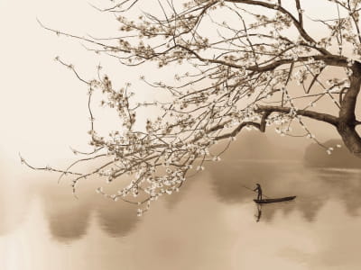 Fototapeta Kwitnące drzewo nad rzeką