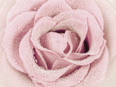 Fototapeta Róża w kroplach rosy
