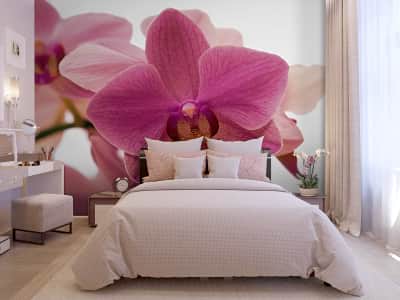Fototapeta Delikatny kwiat orchidei