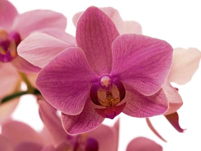 Fototapeta Delikatny kwiat orchidei