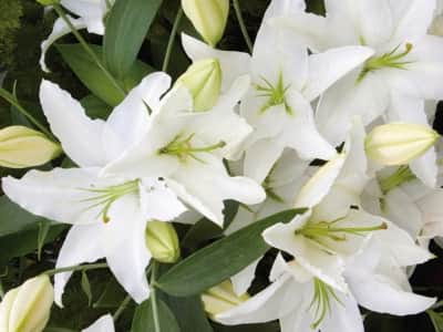 Fototapeta Duże białe lilie