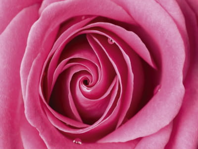 Fototapeta Masywna różowa róża