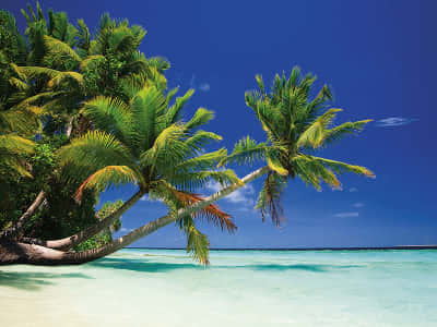 Fototapeta Lazurowe wybrzeże i palmy