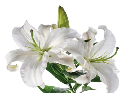 Fototapeta Piękne białe lilie
