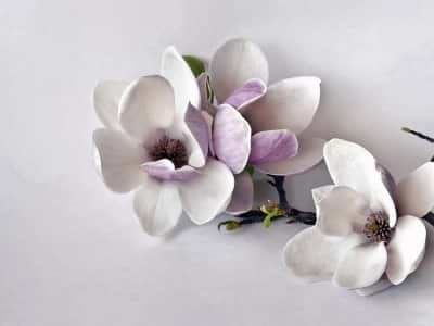 Fototapeta Magnolia 3D