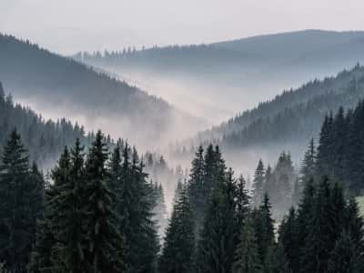Fototapeta Mgła w pagórkowatym lesie