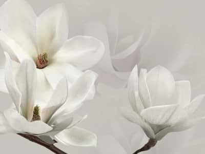 Fototapeta Białe kwiaty magnolii