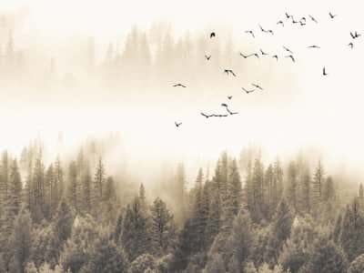 Fototapeta Ptaki nad mglistym lasem