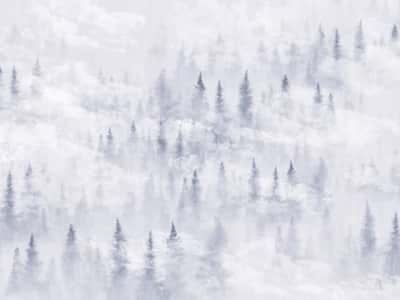 Fototapeta Mgła w sosnowym lesie