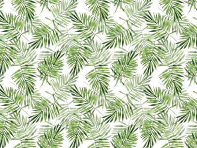 Fototapeta Jasnozielone liście palmowe
