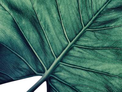 Fototapeta Ogromny liść palmowy