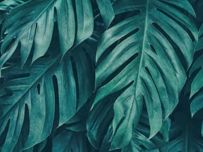 Fototapeta Liście palmowe w dżungli