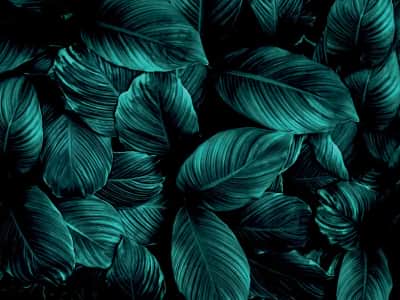 Fototapeta Zielone liście na ciemnym tle