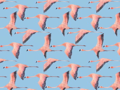 Fototapeta Latające flamingi