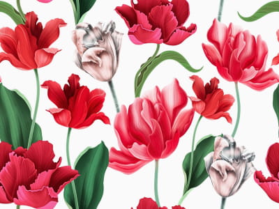 Fototapeta Bujne czerwone tulipany