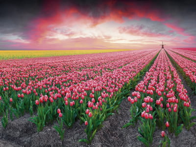 Fototapeta Pole tulipanów